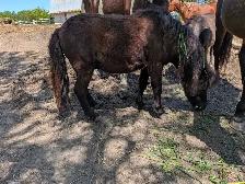 miniature ponies - Photo 2