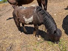 miniature ponies - Photo 3