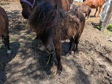 miniature ponies - Photo 4