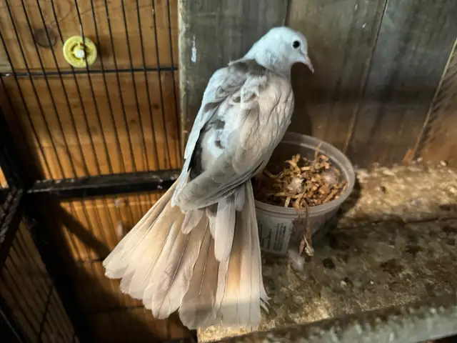 Beautiful three months old for sale $40-$50 each