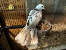 Beautiful three months old for sale $40-$50 each
