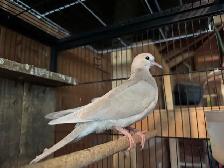 Beautiful three months old for sale $40-$50 each - Photo 2