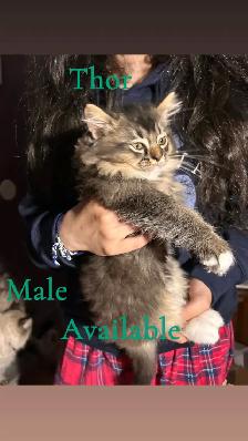 2 BEAUTIFUL RAGDOLL KITTENS READY FOR THEIR NEW HOMES - Photo 2