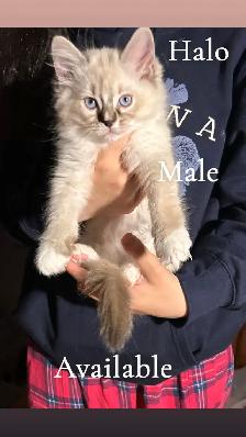 2 BEAUTIFUL RAGDOLL KITTENS READY FOR THEIR NEW HOMES - Photo 4