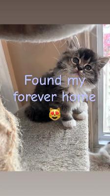 2 BEAUTIFUL RAGDOLL KITTENS READY FOR THEIR NEW HOMES - Photo 6