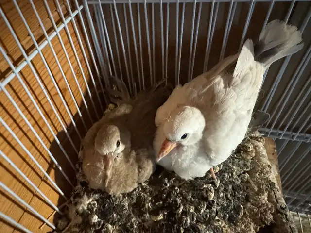 Beautiful redneck doves Beautiful color, quality