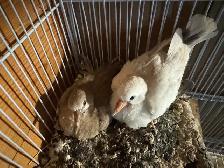 Beautiful redneck doves Beautiful color, quality