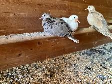 Beautiful redneck doves Beautiful color, quality - Photo 2