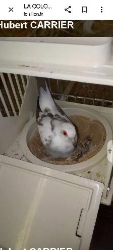 Recherche Colombe Diamant/Tourterelle Diamant - Photo 2