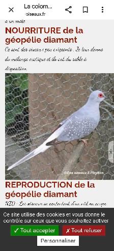 Recherche Colombe Diamant/Tourterelle Diamant - Photo 4