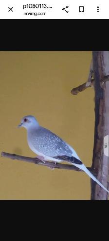 Recherche Colombe Diamant/Tourterelle Diamant - Photo 5