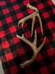 Synthetic Antlers $25 - Photo 2