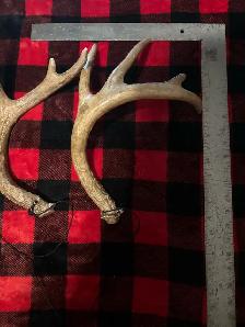 Synthetic Antlers $25 - Photo 3