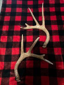 Synthetic Antlers $25 - Photo 4