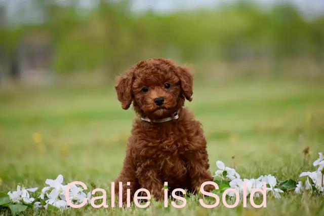 Mini F1bb English Goldendoodles