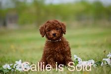 Mini F1bb English Goldendoodles
