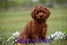 Mini F1bb English Goldendoodles - Photo 2