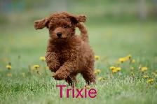 Mini F1bb English Goldendoodles - Photo 3