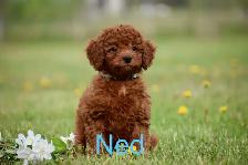 Mini F1bb English Goldendoodles - Photo 4