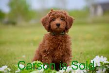 Mini F1bb English Goldendoodles - Photo 5