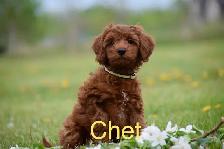 Mini F1bb English Goldendoodles - Photo 6