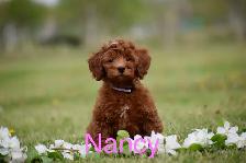 Mini F1bb English Goldendoodles - Photo 7