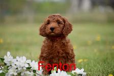 Mini F1bb English Goldendoodles - Photo 8