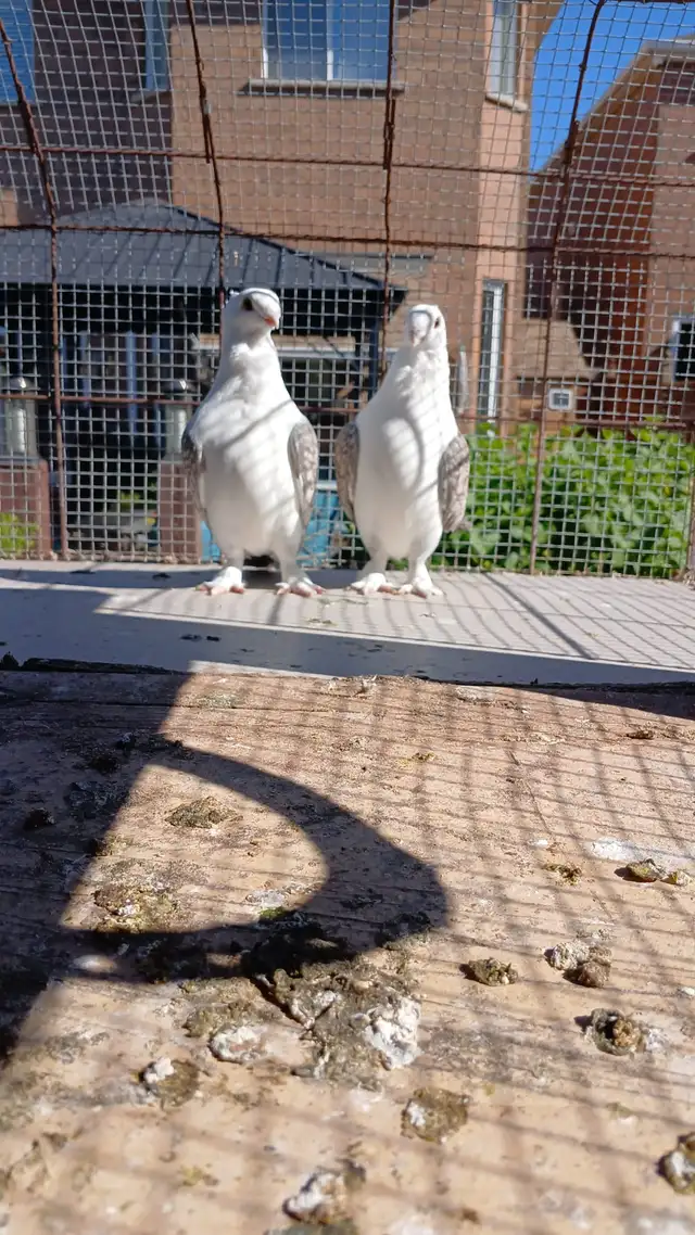Satines (Satinettes) Pigeons for sale