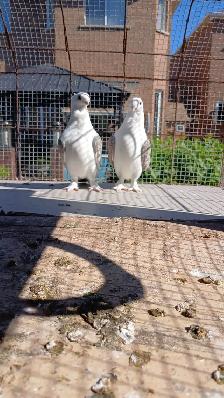 Satines (Satinettes) Pigeons for sale