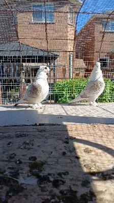 Satines (Satinettes) Pigeons for sale - Photo 2