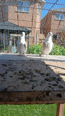 Satines (Satinettes) Pigeons for sale - Photo 3