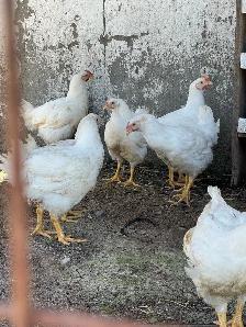 meat chickens