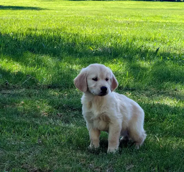Golden Retriever Puppies