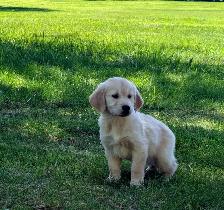 Golden Retriever Puppies