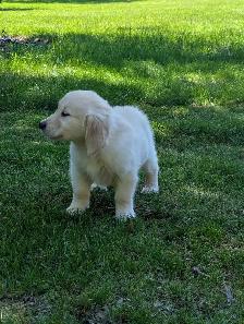Golden Retriever Puppies - Photo 2