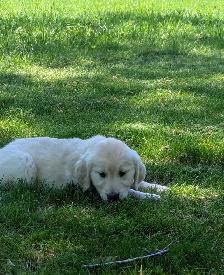 Golden Retriever Puppies - Photo 3