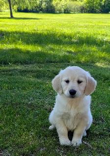 Golden Retriever Puppies - Photo 4