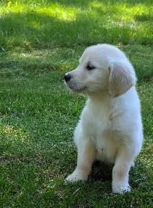 Golden Retriever Puppies - Photo 5
