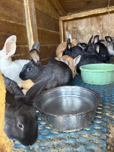 meat rabbits