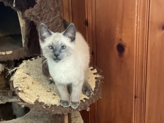 Beautiful male Siamese kittens