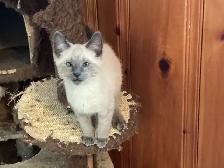 Beautiful male Siamese kittens