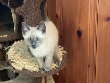 Beautiful male Siamese kittens - Photo 2