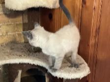 Beautiful male Siamese kittens - Photo 3