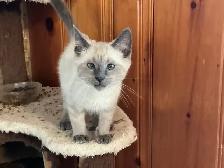 Beautiful male Siamese kittens - Photo 4