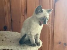 Beautiful male Siamese kittens - Photo 5