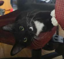 siamoise-highland linx croiser norvegien - Photo 2