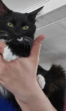 siamoise-highland linx croiser norvegien - Photo 3