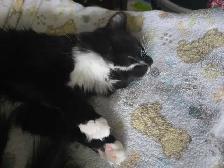 siamoise-highland linx croiser norvegien - Photo 4