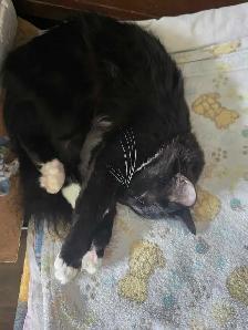 siamoise-highland linx croiser norvegien - Photo 5