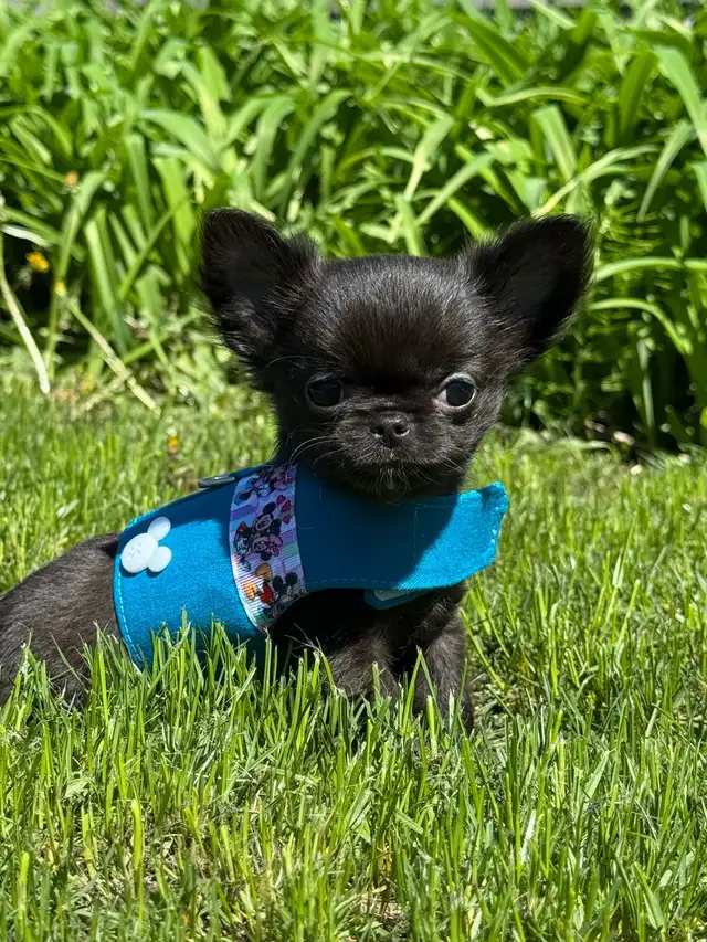 Petit mâle chihuahua enr. ckc poil long